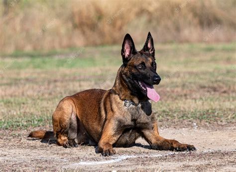 Premium Photo | Training of belgian shepherd