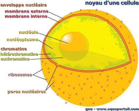 Noyau cellulaire : définition et explications