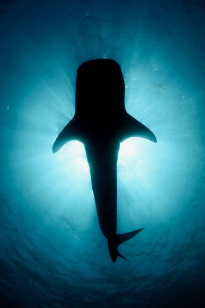 220+ Whale Shark Silhouette Stock Photos, Pictures & Royalty-Free Images - iStock