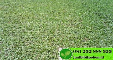 Taman Rumput Gajah Mini5 – Obahofarm 2023