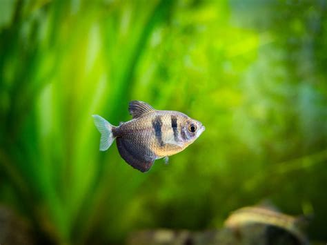 The Complete Guide to Black Skirt Tetra Care | Fishkeeping World