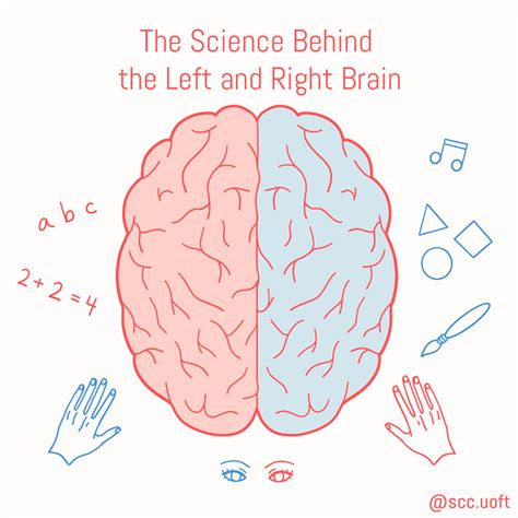 The Science Behind the Left and Right Brain – Science Communication Club