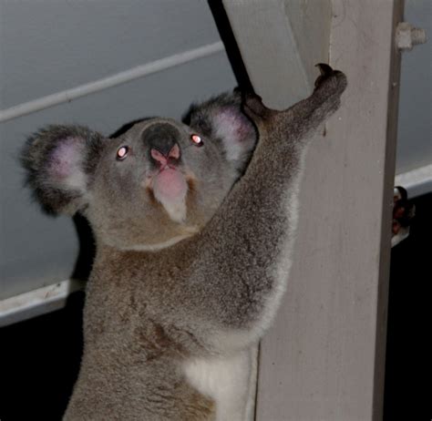 Koala claws | Mount Gravatt Environment Group