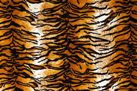 Tiger Print Background - Stock Photos | Motion Array