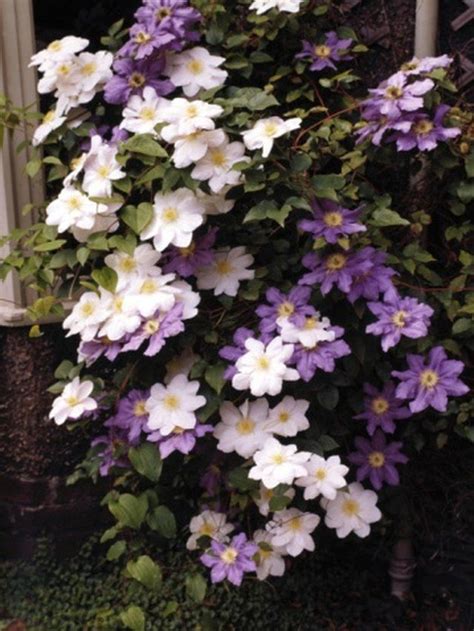 Clematis are lovely flowering vines that comprise many different species and cultivated ...