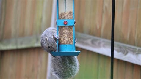 A Squirrel Eating Nuts Free Stock Video Footage, Royalty-Free 4K & HD Video Clip