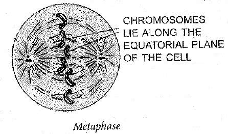 9+ which diagram represents anaphase i of meiosis - ElmaMudassir