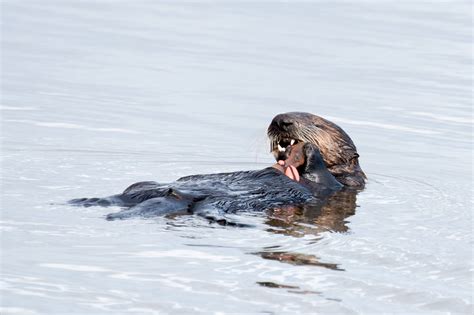 Functional morphology of sea otter feeding