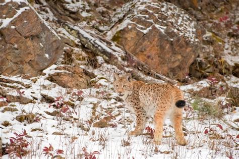 Premium Photo | Siberian lynx cub in the snow