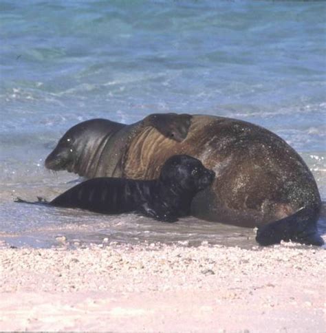 Free picture: Hawaiian monk seal, pup