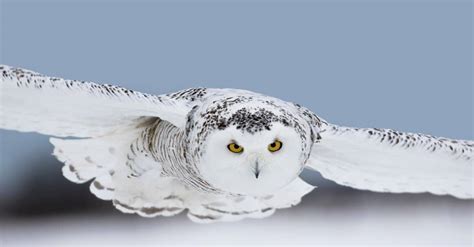 Snowy Owl Flying