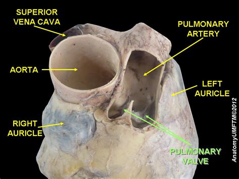 Pulmonary Valve Location