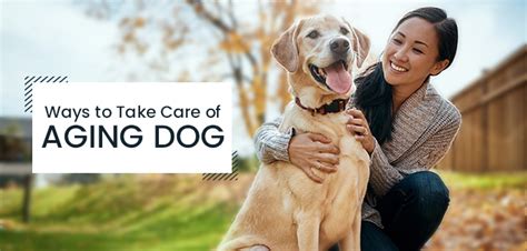 How to Take Care of Elderly Dogs