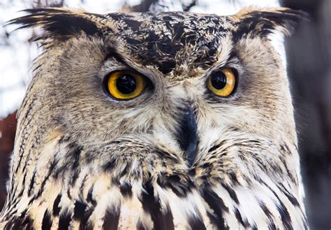 Western Siberian Eagle Owl Close-up Portrait by OrangeRoom on DeviantArt