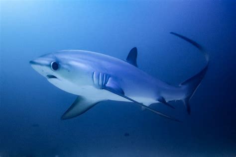 Thresher Sharks - Malapascua Island Diving Philippines Cebu | Malapascua's Thresher Shark Divers