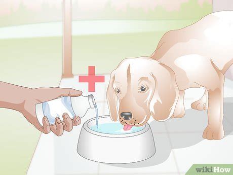 3 Ways to Control Tartar in Dogs - wikiHow Pet