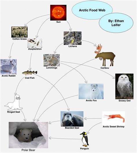 Polar Bear Food Web - Polar bears