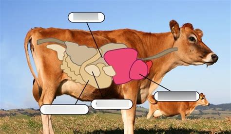 Cow Digestive System Diagram | Quizlet