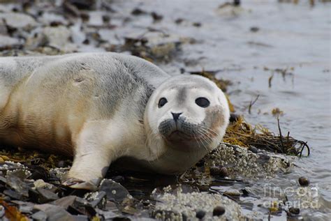 Adorable Baby Harbor Seal Photograph by DejaVu Designs - Pixels