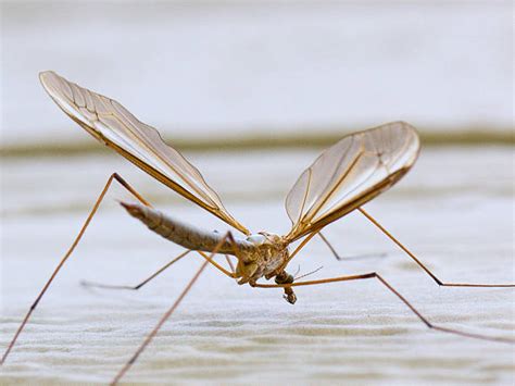 Mosquito Wings Stock Photos, Pictures & Royalty-Free Images - iStock