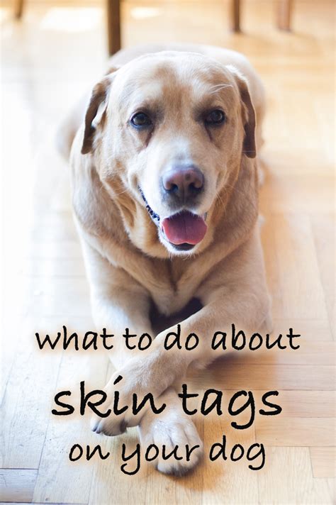 Skin Tags On Dogs - A Guide to Dog Skin Tag Removal and Identification