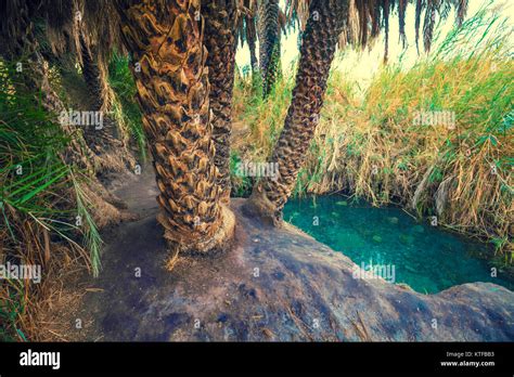 Oasis in a desert Stock Photo - Alamy