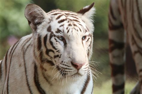 Albino Tiger · Free Stock Photo