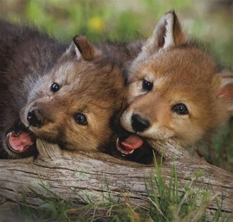 Cute Baby Wolf Howling | www.pixshark.com - Images Galleries With A Bite!