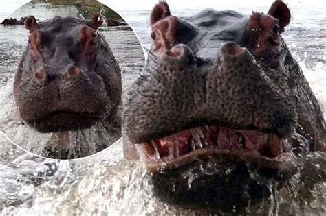 When animals attack: See angry hippo target boatload of terrified ...