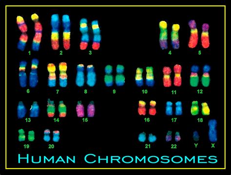 Chromosomes, Human