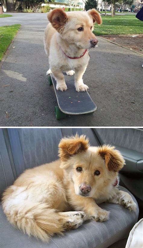 40 Times Corgis Mixed With Other Breeds, And The Result Was Absolutely ...