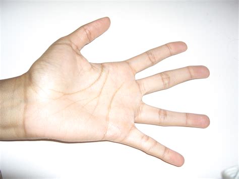 File:Human Hand.JPG