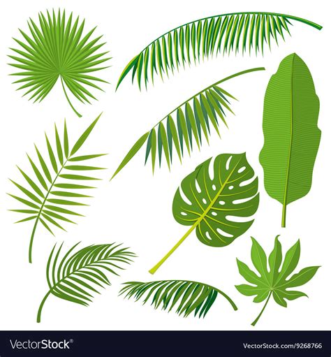 Tropical palm tree jungle leaves set Royalty Free Vector