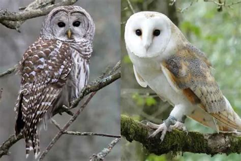 Barn Owl Vs Barred Owl: Identification, Differences, Similarities