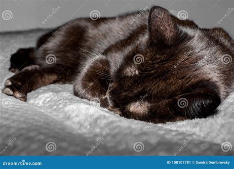 A Cute Black Cat is Sleeping on the Bed Stock Image - Image of ears, breed: 108107781