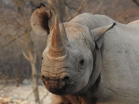 baby Rhino | Smithsonian Photo Contest | Smithsonian Magazine