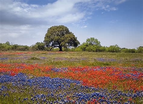 15 Incredible Texas Wildflowers You Should Know