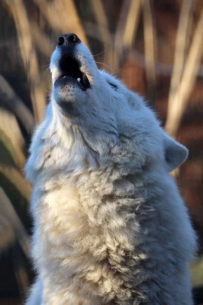 ᐈ Wolf howling stock pictures, Royalty Free white wolf howling images | download on Depositphotos®