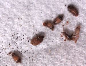 Carpet Beetle Larvae - What's That Bug?