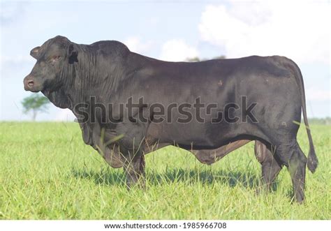 Brangus Bull Brangus Breed Stock Photo 1985966708 | Shutterstock