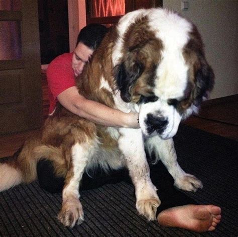 9 Signs Your Saint Bernard Is Your Absolute Best Friend - SonderLives