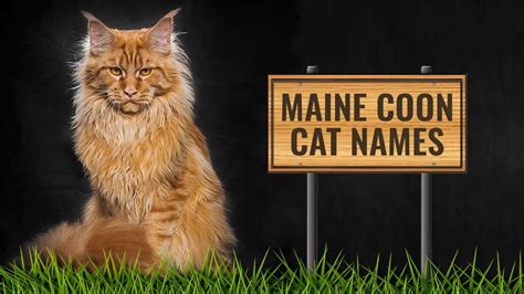 80+ Maine Coon Names For Your Male And Female Felines - Petmoo