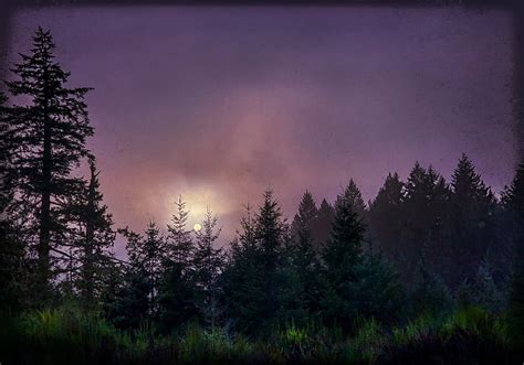 Purple nights, purple night woods moon, winter, fog, forest, HD wallpaper | Peakpx