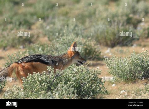 black-backed jackal in its habitat in Namibia Stock Photo - Alamy