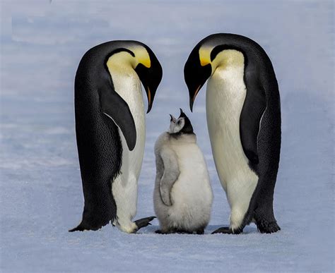 Emperor Penguin Family Photograph by Qiang Liu - Pixels