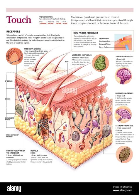 Infographics of the skin receptors involved in the sense of touch. [Adobe Illustrator (.ai ...