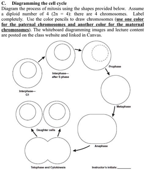 SOLVED: Diagramming the cell cycle Diagram the process of mitosis using the shapes provided ...