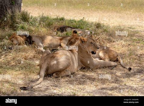 Pride of Lions sleeping through the heat of the day Stock Photo - Alamy