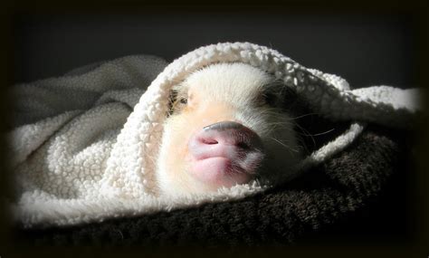 Mini Pig Sleeping Habits | Life with a Mini Pig