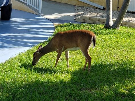 National Key Deer Refuge (Big Pine Key) - 2019 All You Need to Know BEFORE You Go (with Photos ...